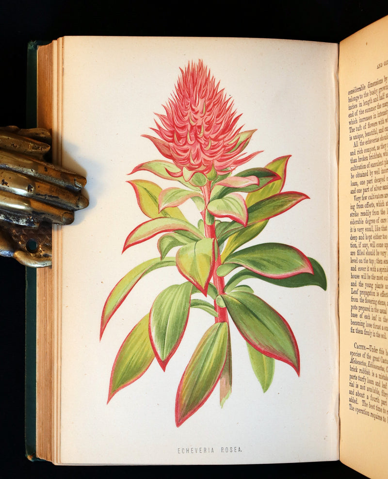 1883 Rare Victorian Book - The Amateur's Greenhouse for Plants and Flowers by the famous botanist James Shirley Hibberd.